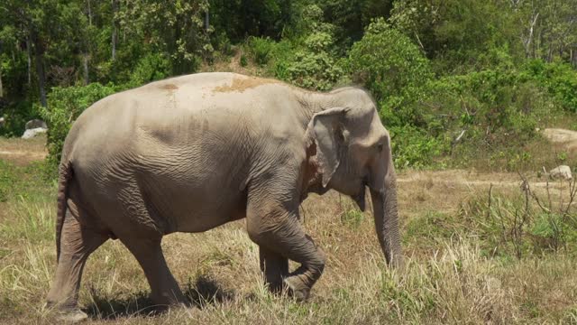 Big elephant walking in a meadow