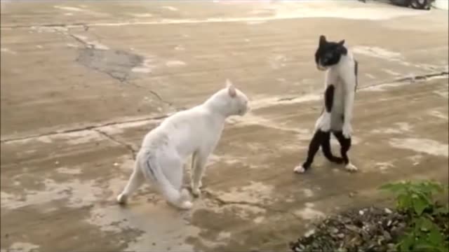 Ninja cat come at me bro