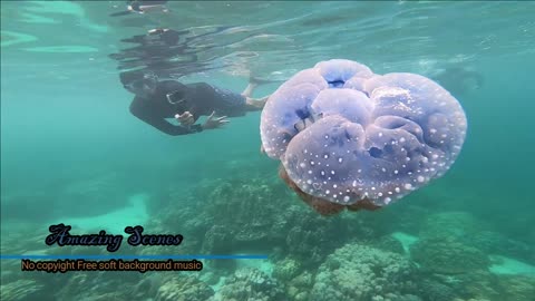 Jelly Fish-soft -calm -relax -No copyright music**for videos makers