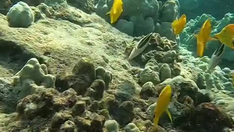 oceanlover#fish