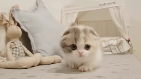 cute kitten videos short leg cat new