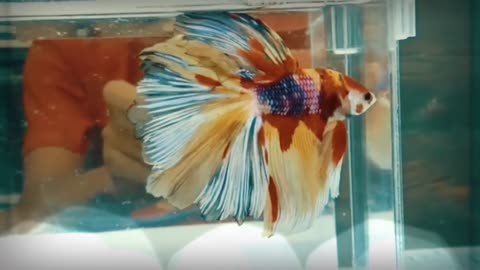 The beauty of ornamental betta fish