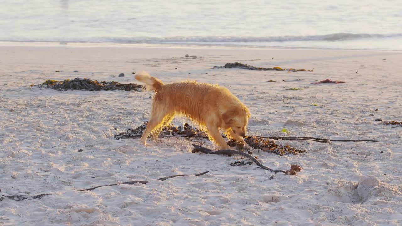 Dog on sandy beach having fun and eating algae at sunset