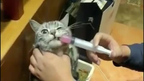 Funny cat cry