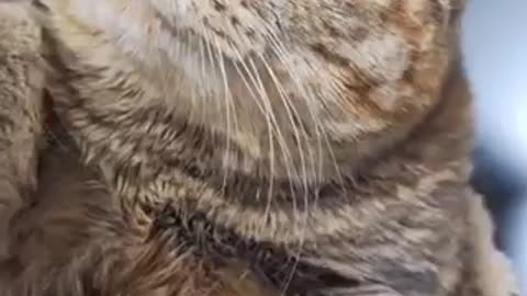 Beautiful cat 🐈 trending video