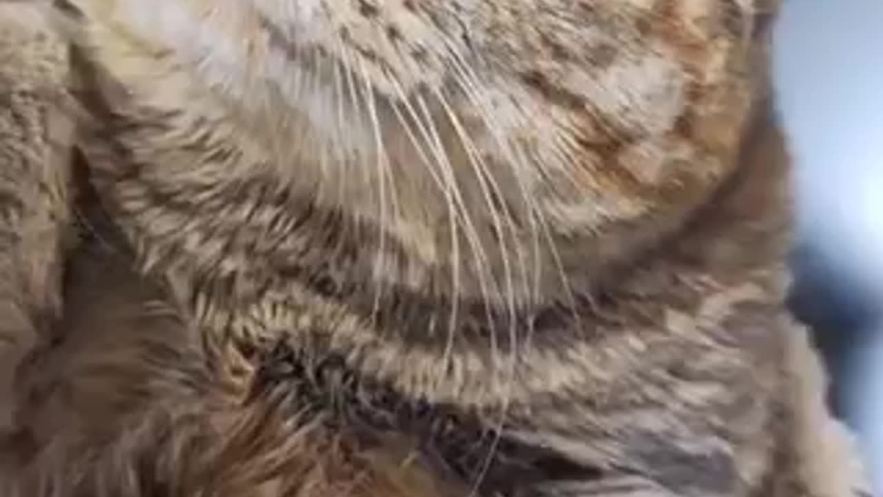 Beautiful cat 🐈 trending video