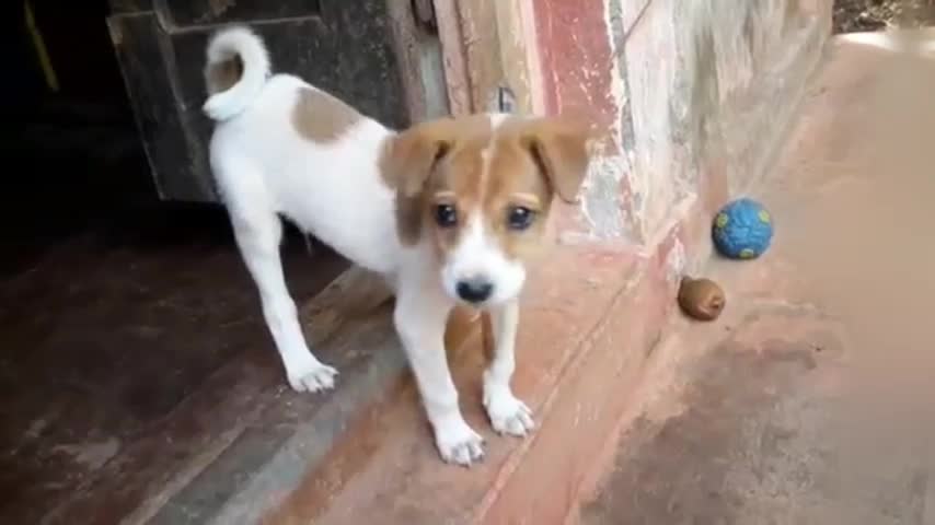 Puppy is barking at home
