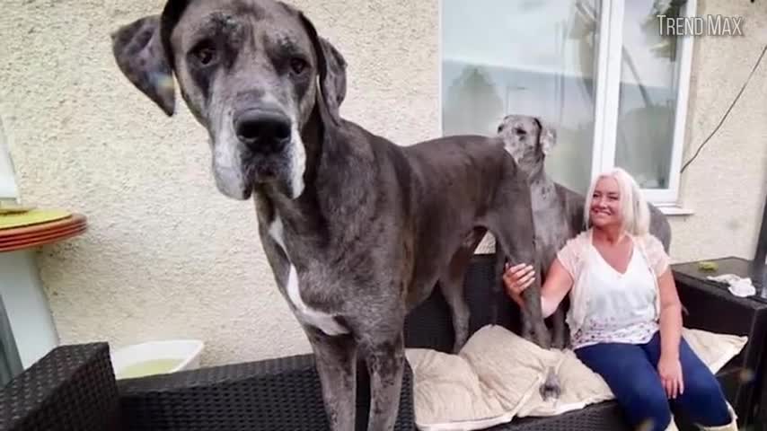 The Biggest Dog In the World