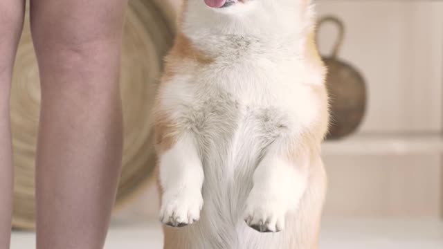 A Dog on Standing Position|खड़े होने की स्थिति पर एक कुत्ता|#short|#Pets&dog|#animal
