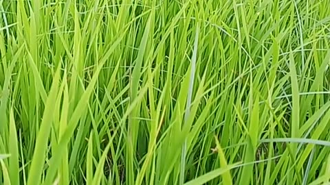 Rice plant। formers