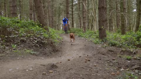 trail in the forest with the dog