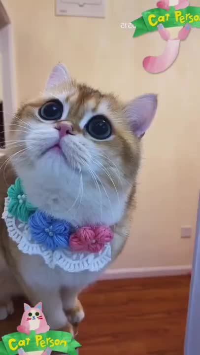 Make Your Day with this cute cat