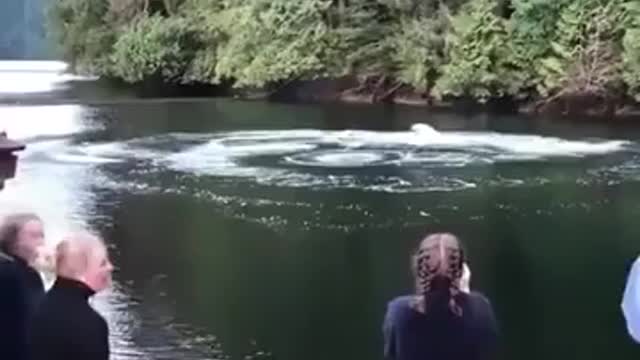 Whales in the garden.