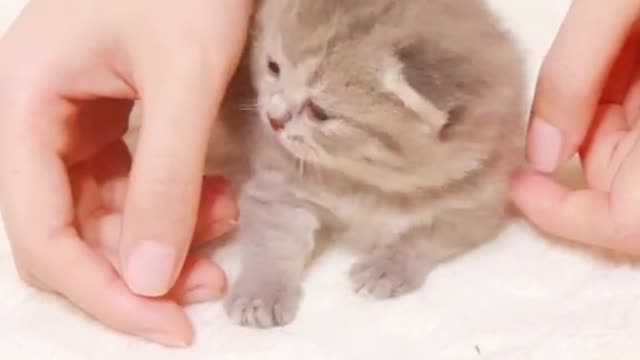 Massage for cute cat