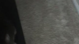 Cat Sings For His Food