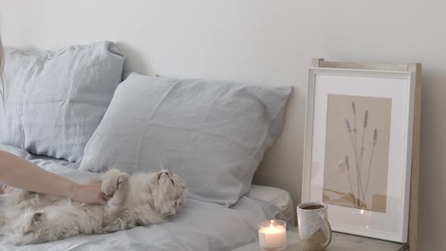 cute cat video-17