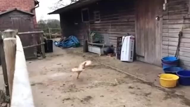 flying chicken