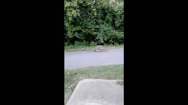 Raccoon Loves Cat Food