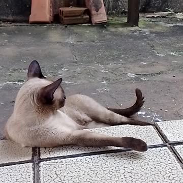 Qual Brasil queremos??