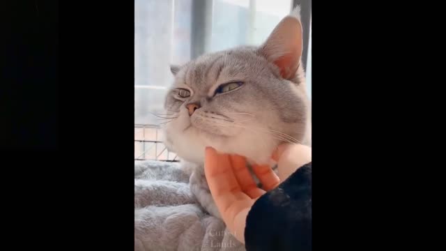 Very cute and funny animals mix