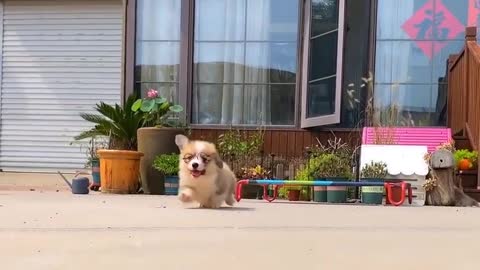 Cute and funny dog ​​in the dog world variety