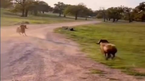 Ram Fight