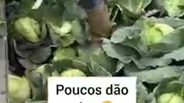 Que lindas couves, isto é que é trabalho e poucos dão valor...🙏…