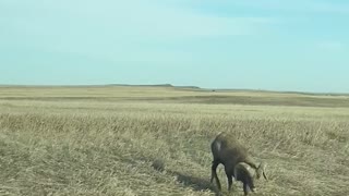 Badlands Big Horn