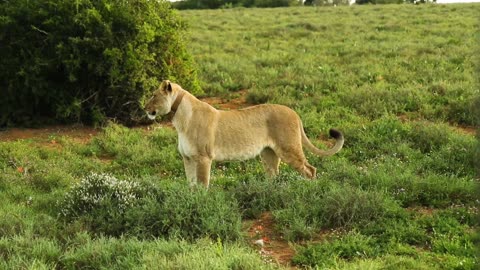 Lion walking along on garden