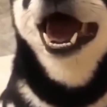 Cats and Dogs Cutest out there!2021