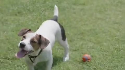 Cute Funny Dog training #shorts