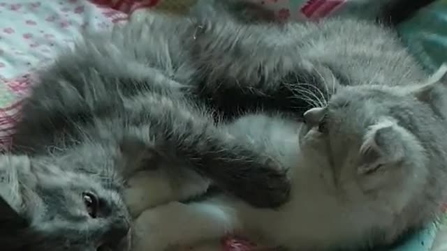 two kittens play each other