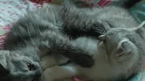 two kittens play each other