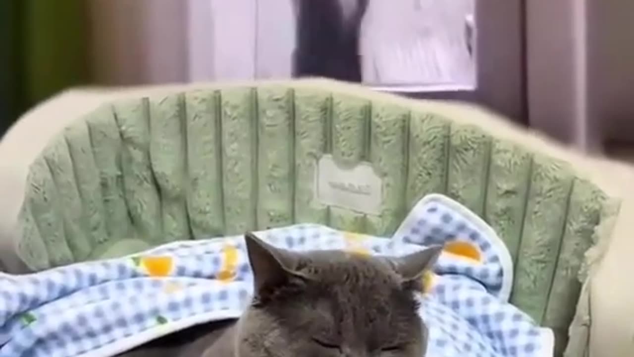 Animal funny videos