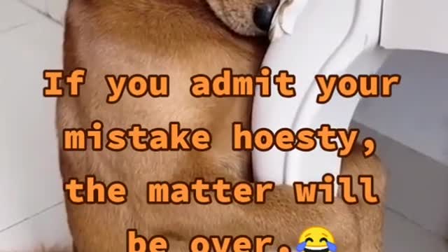 Naughty dog very funny