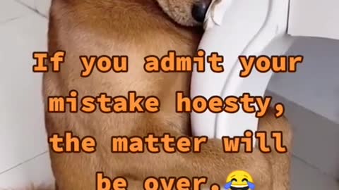 Naughty dog very funny