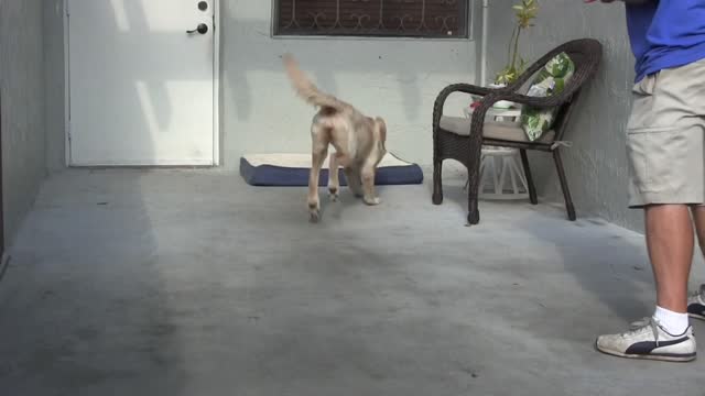 Positive Dog training video