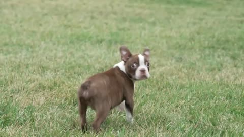 John Hershberger's Boston Puppies