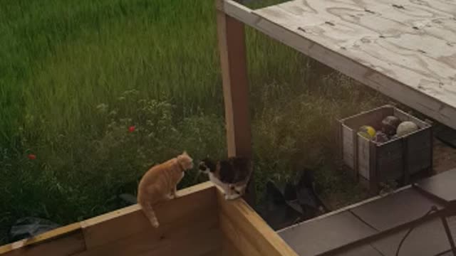 Noisy cats