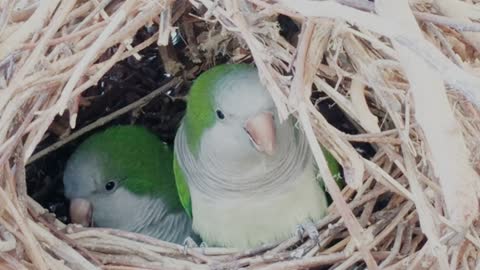 Green parrot in the nest