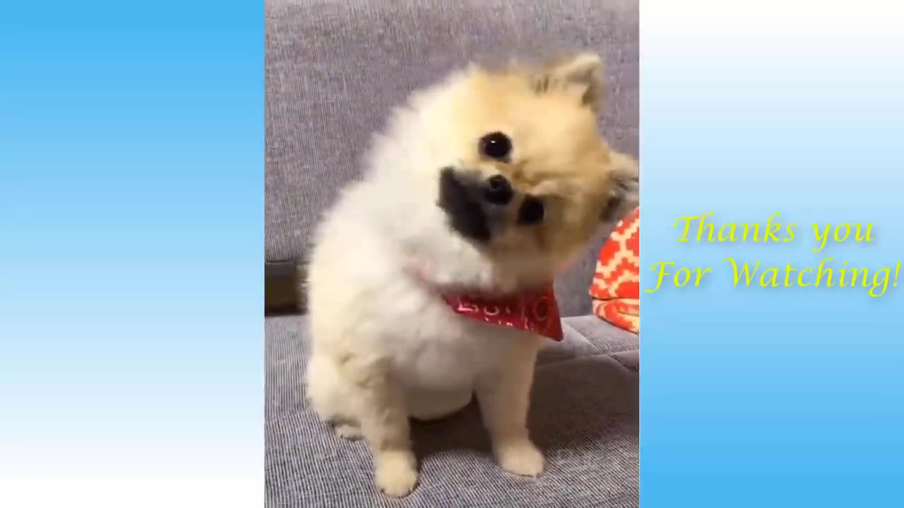 funny animal move