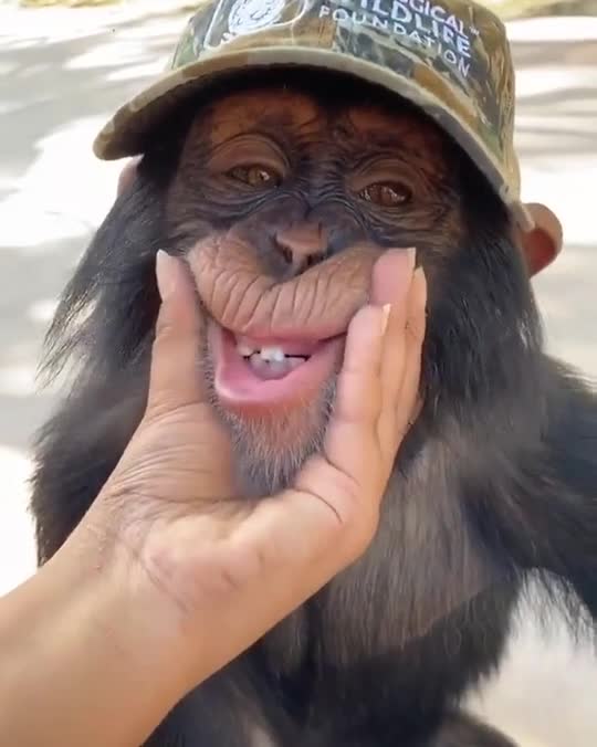 Cute Monkey