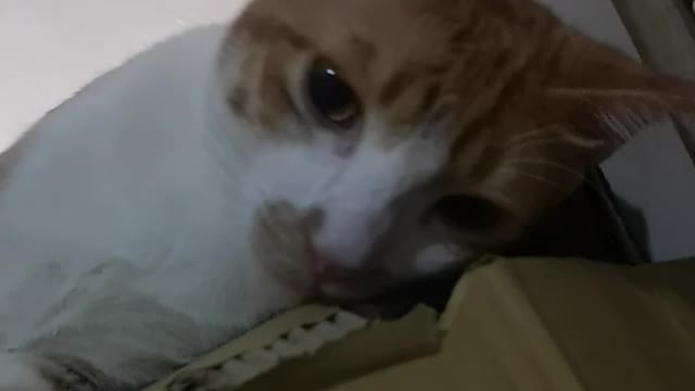 可愛貓咪正在衣櫃上面發呆，非常可愛，偷偷看著主人，非常可愛，居然這麼多字， 還不能上傳