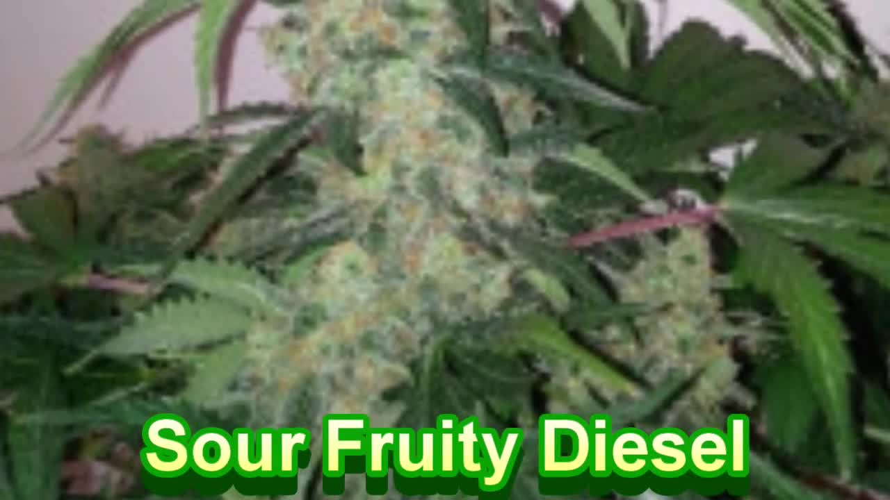 Dane Strains - Cannabis Strain Series - STRAIN TV