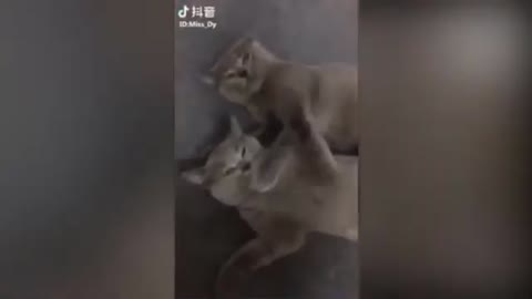 GATINHOS ADORÁVEIS APRONTANDO MUITO E SENDO ENGRAÇADO