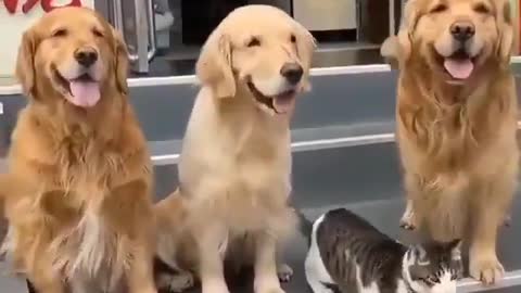 Dog didn't want cat to miss the family photo