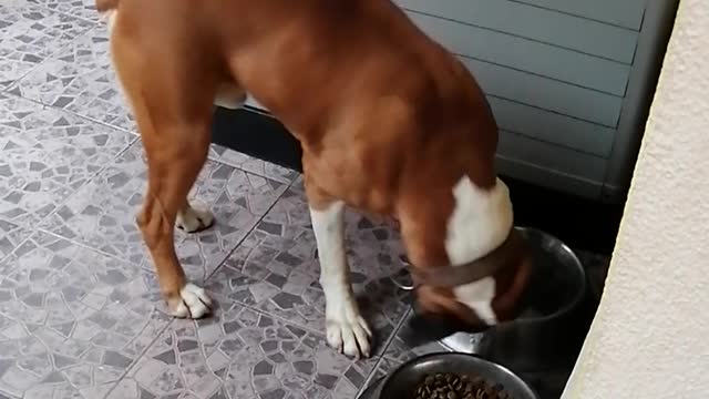 Boxer Struggles to Pick a Bowl
