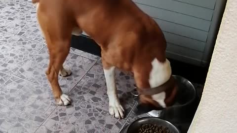 Boxer Struggles to Pick a Bowl