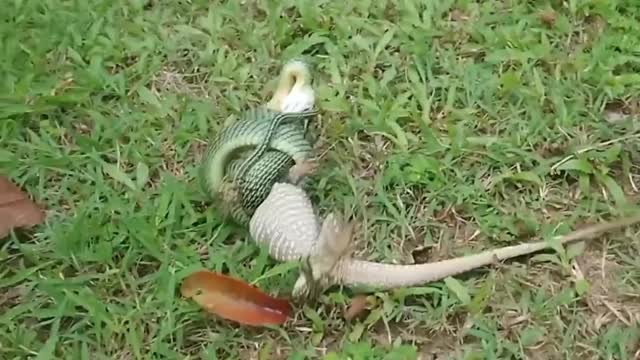 Monitor Lizard fights golden tree snakes to death