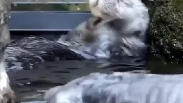 otters enjoying a good bath.